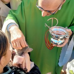 Sant'Antonio Abate, benedizione degli animali all'Immacolata