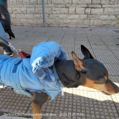 Sant'Antonio Abate, benedizione degli animali all'Immacolata