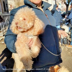 Sant'Antonio Abate, benedizione degli animali all'Immacolata