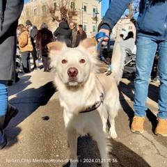 Sant'Antonio Abate, benedizione degli animali all'Immacolata