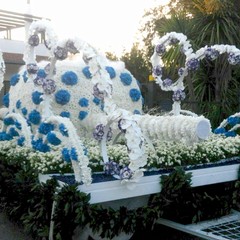 carro floreale