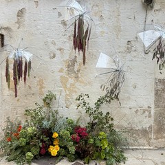 Vicoli in fiore