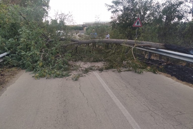 Albero caduto in Contrada Portoni