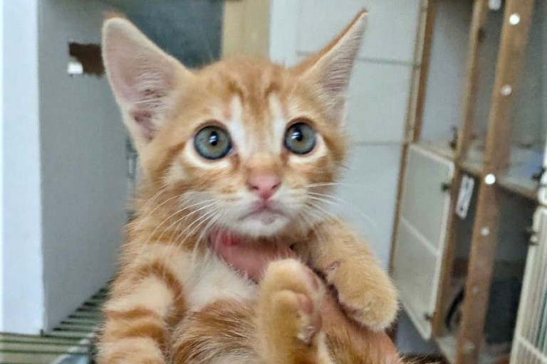 Ragù - gatto rossino