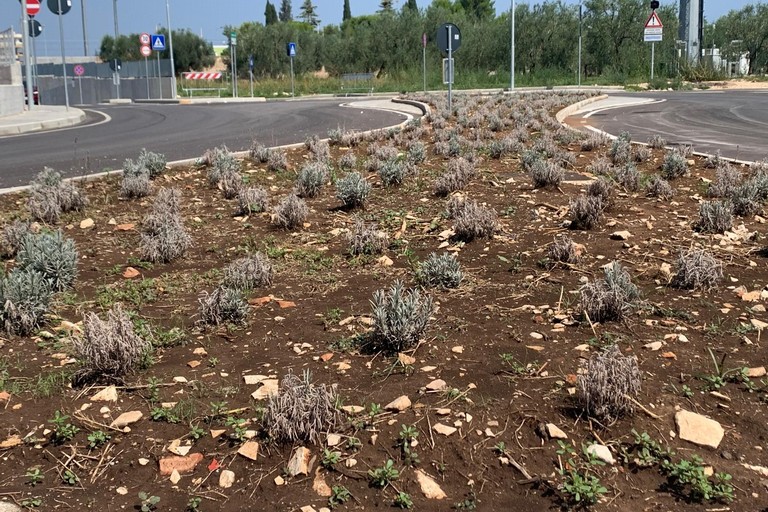 Piante secche nell'aiuole del sottopasso