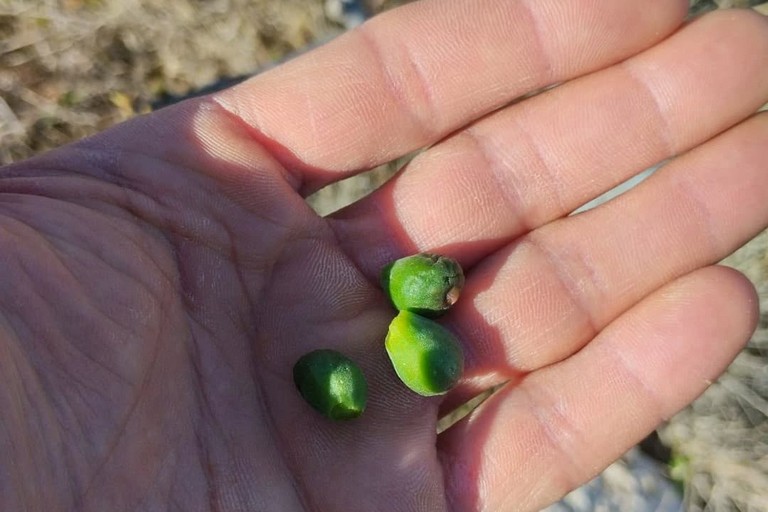 Gelate in campagna. <span>Foto Francesco Malerba </span>