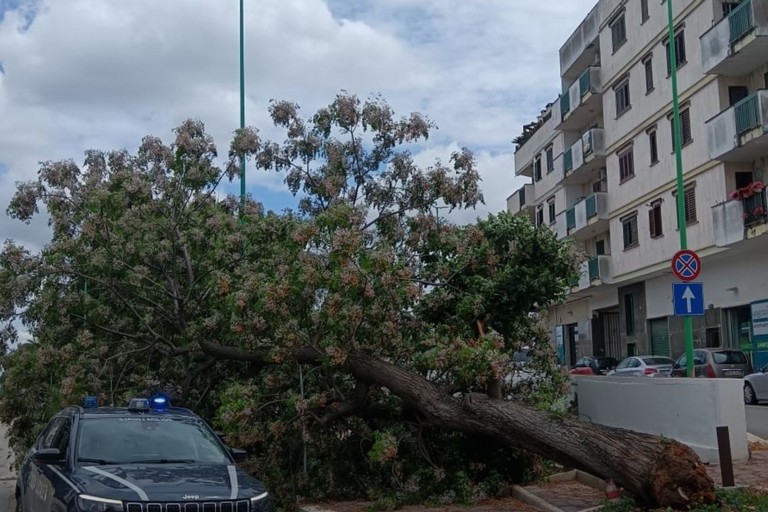 Caduta albero viale Roma