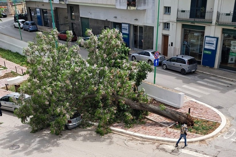 Albero caduto in viale Roma