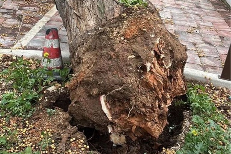 Radici albero caduto in viale Roma