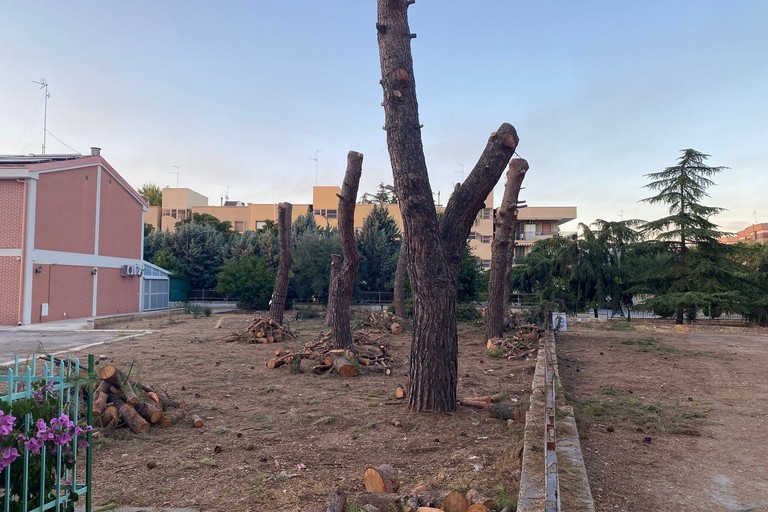 Alberi capitozzati in via Firenze in attesa dell'abbattimento. <span>Foto Legambiente Terlizzi </span>