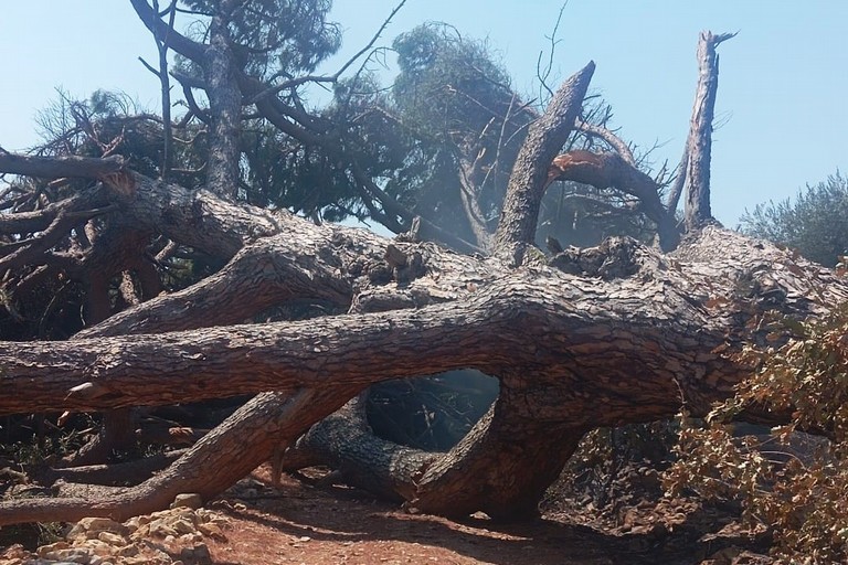 Albero crollato