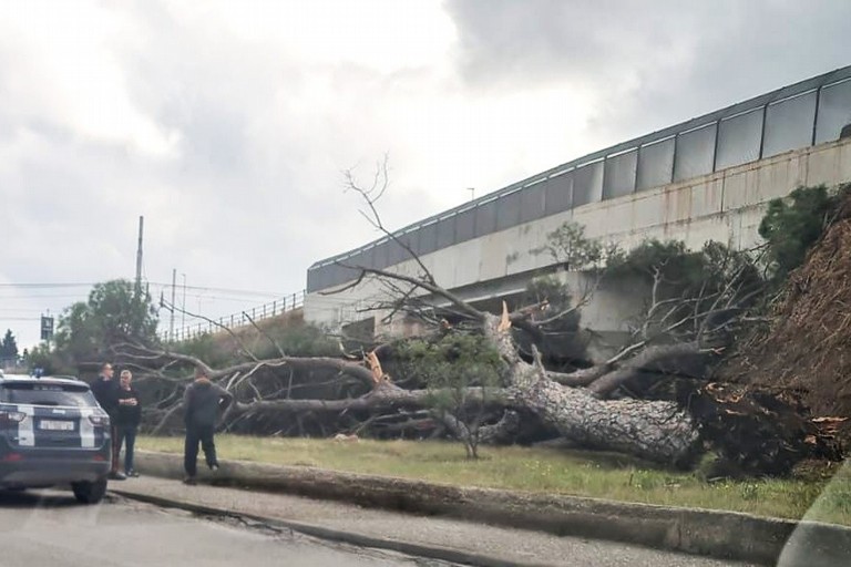 Caduta albero via Rimini. <span>Foto Puliamo Terlizzi </span>