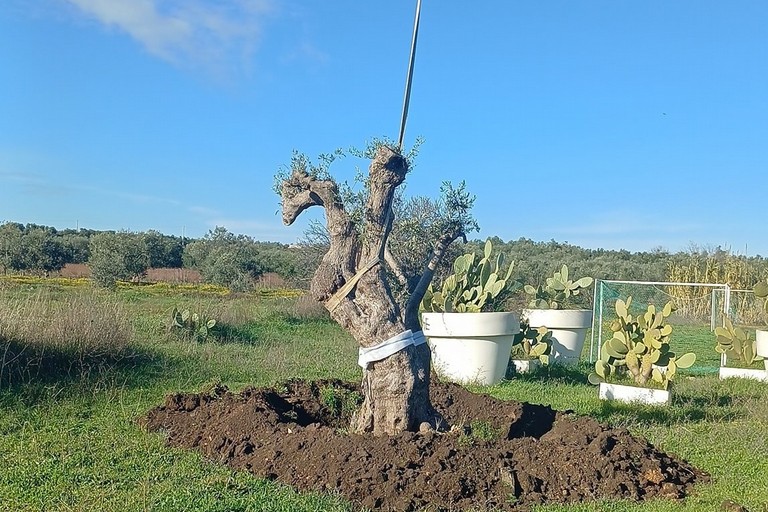 Ulivo ripiantumato