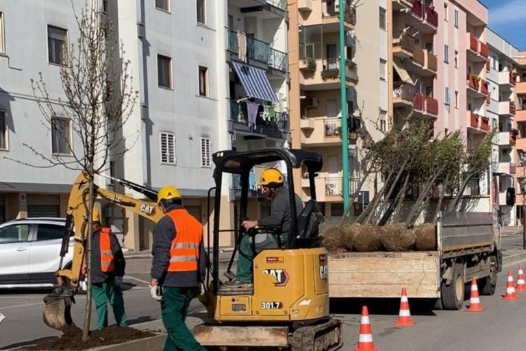 Piantumazione alberi