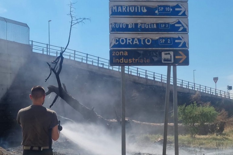 Incendio nel suolo privato con albero caduto in viale del Lilium: l'amarezza del sindaco di Terlizzi