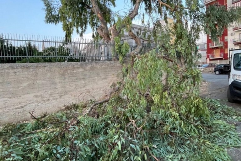 Albero al suolo. <span>Foto Gaetano Minutillo </span>