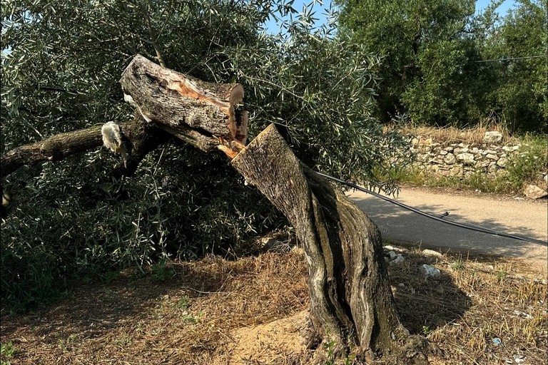 Strage di ulivi nelle campagne di Terlizzi