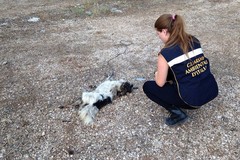 Ritrovata carcassa di un cane con ferite da trascinamento