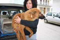 Randagismo, ecco chi sono le volontarie amiche dei cani