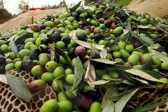 Crisi settore olivicolo, il Comitato Liberi Agricoltori Terlizzesi chiede intervento istituzioni