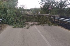 Contrada Portoni, albero caduto sulla strada