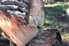 Due pini abbattuti sulla via Appia-Traiana, ora c’è l’esposto denuncia alla Procura