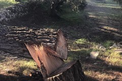 Taglio albero via Appia Traiana, Legambiente Terlizzi sporgerà denuncia