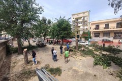 Abbattimento alberi viale Roma, FdI Terlizzi: «Ennesima commedia»