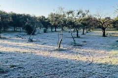 Gelate nell'agro di Terlizzi: l'assessore De Palma al fianco degli agricoltori