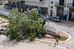Albero caduto in viale Roma, Barione (FdI): «Tragedia sfiorata»