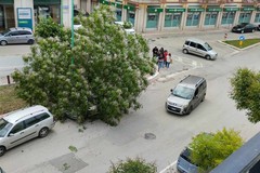 Albero caduto in viale Roma, Puliamo Terlizzi chiede accertamento responsabilità