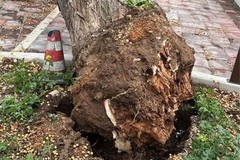 Albero collassato in viale Roma, la nota di Legambiente Terlizzi