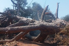 Crolla albero tra Sovereto e via Traiana: la denuncia di Puliamo Terlizzi