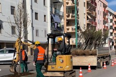 In viale Federico II a Terlizzi piantati venti peri ornamentali