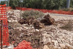Puliamo Terlizzi si interroga sulla sorte degli ulivi lungo il nuovo estramurale