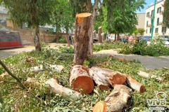 Legambiente torna all'attacco: a Terlizzi abbattuti più di venti alberi da inizio aprile