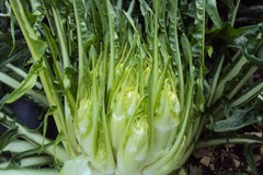 Cicoria "Puntarelle" coltivata a Terlizzi: ok all'IGP
