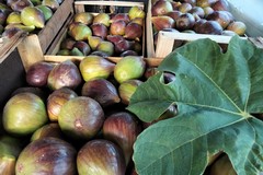 Inizia la raccolta del frutto prelibato: il fiorone Sant'Antonio e Menghtaur - REPORTAGE