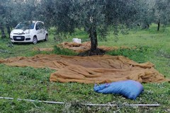 Sventato furto di 6 quintali di olive tra Bisceglie e Terlizzi