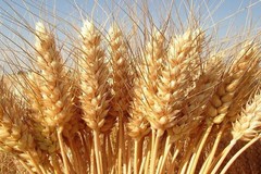 Cambio rotte import grano, Coldiretti: «Riattivare subito Commissione Unica Nazionale»