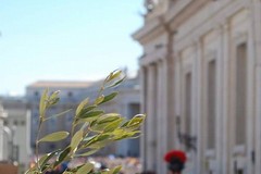 Ri-piantumazione dell’ulivo monumentale di piazza S. Pietro
