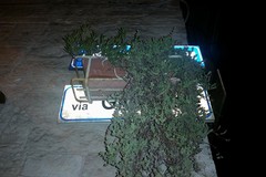 Terlizzi città dei fiori, ma qui si esagera