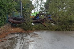 Maltempo, un albero crolla sulla Molfetta-Terlizzi