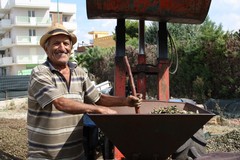 Raccolta delle mandorle, viaggio nelle campagne terlizzesi