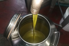 L'oro verde di Terlizzi, dalla raccolta delle olive alla molitura