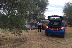 Un ulivo in fiamme in località Piscina Cappella di Mezzo: interviene la Polizia Locale