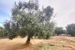 Reportage campagna olivicola: andamento e prezzi a Terlizzi