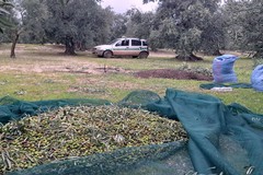 Le olive ad alto prezzo alimentano i furti: un colpo sventato a Terlizzi