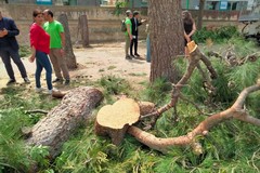 FdI: «Strage di alberi in viale Roma». Ed informa il Prefetto