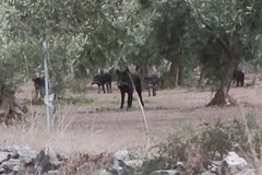 Branco di cinghiali avvistato sulla Terlizzi-Molfetta. LA FOTO